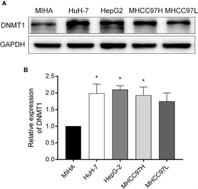 Chlorogenic Acid Decreases Malignant Characteristics of Hepatocellular Carcinoma Cells by Inhibiting DNMT1 Expression